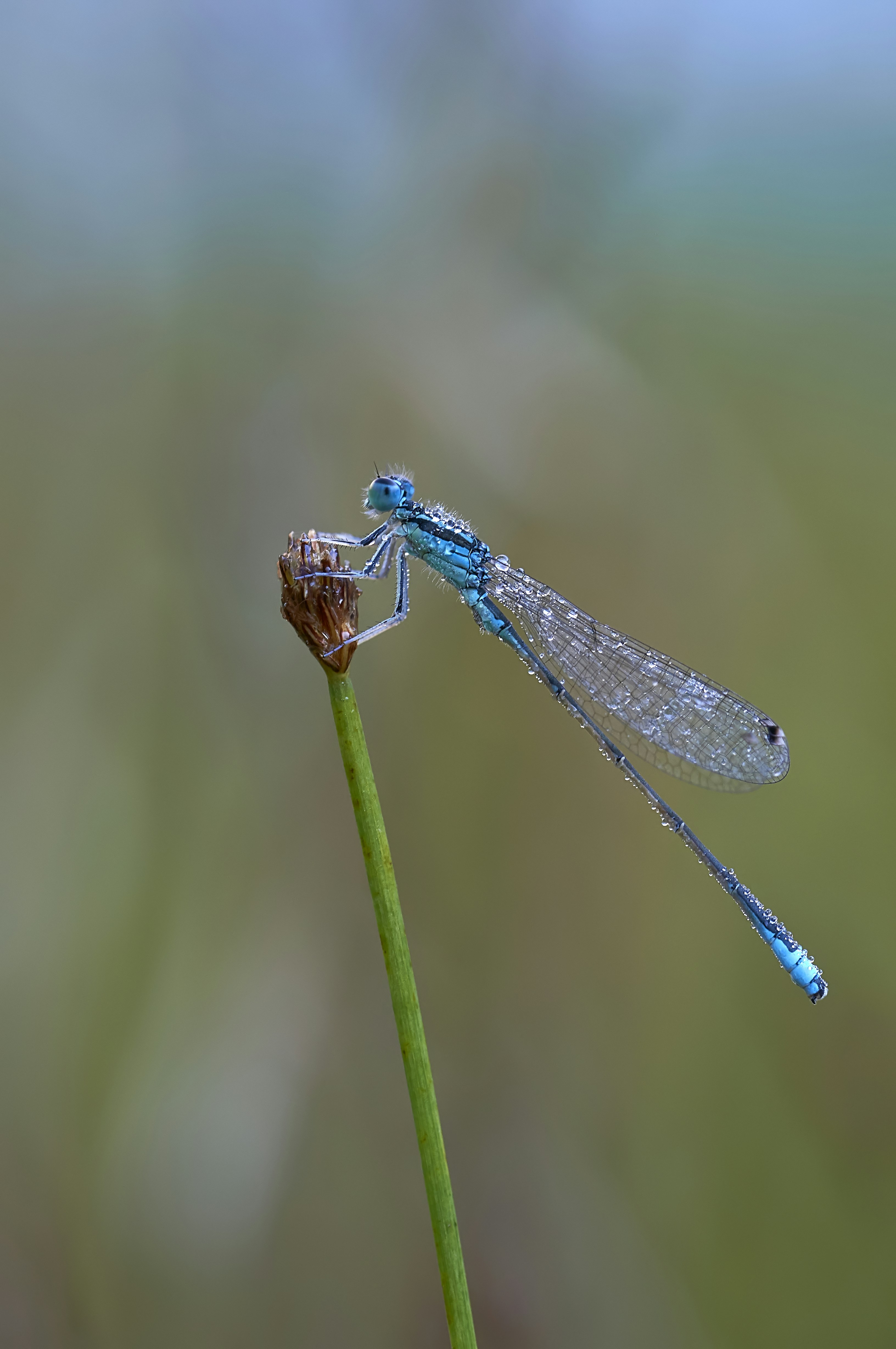 A blue dragonfly perches on a green stem.