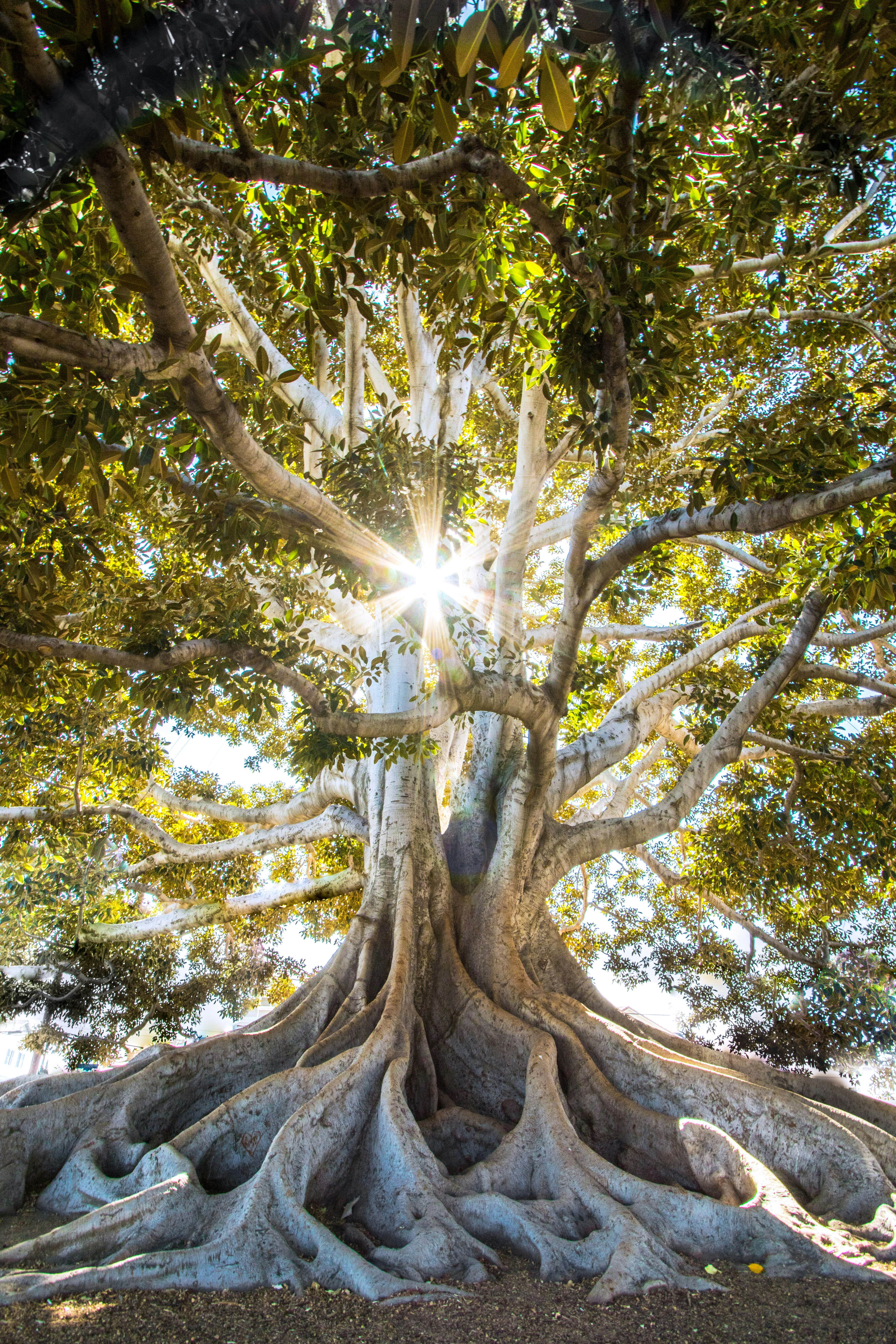 Sunlight shines through the branches of a tall tree with long roots